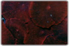 Red Mushroom Rock